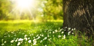 Czy w przyczepce samochodowej musi być światło przeciwmgielne?