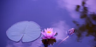 Co stabilizuje staw biodrowy?