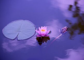 Co stabilizuje staw biodrowy?