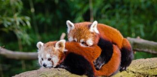 Czy pandy mogą być agresywne?