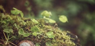 Co jest w sondzie lambda?