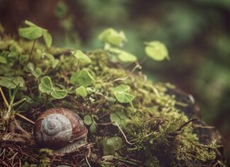 Co jest w sondzie lambda?