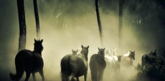 Ile koni ma 1.6 HDi?