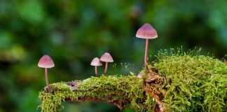 Jakie są rodzaje przekładni kierowniczej?