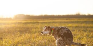 Jak Utylizować odchody z wychodka?