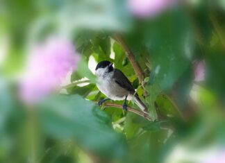 Kiedy mieszanka jest uboga?