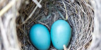 Jak sprawdzić gniazdo przyczepy miernikiem?