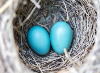 Jak sprawdzić gniazdo przyczepy miernikiem?