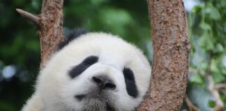 Ile śpi panda?
