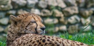 Jakie jest najszybsze Porsche na świecie?