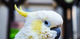 Jak założyć sprężynę do Oprawy halogenu?