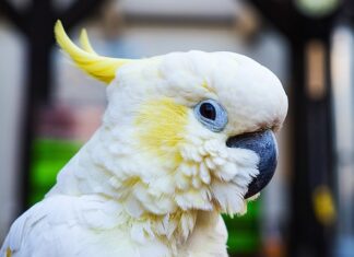 Jak założyć sprężynę do Oprawy halogenu?