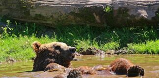 Jak odświeżyć stare opony?