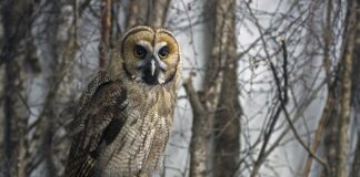 Jak jeździć hybryda Fiat Panda?