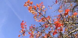 Jaki jest najnowszy Passat?