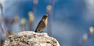 Czy pleśń sama zniknie?