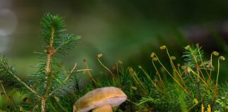 Jaka Rurka do przewodu 3x2 5?