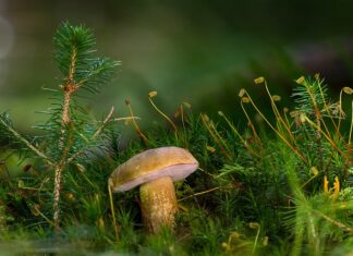 Jaka Rurka do przewodu 3x2 5?