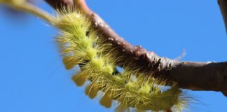 Czy zwykłym prostownikiem można ładować akumulatory żelowe?