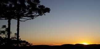 Jakie paliwo do piły?