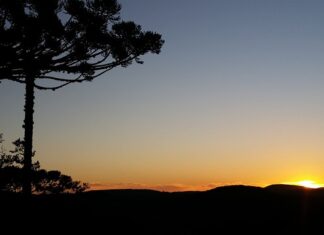 Jakie paliwo do piły?