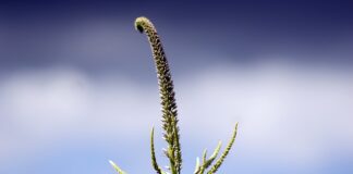 Co to panewki główne?