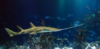 Jaka piła do suchego drewna?