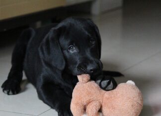 Jakie używane auto najlepiej się sprzedają? Jakie używane auto najlepiej się sprzedają?