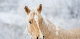 Ile oleju do wału kardana Honda VTX 1300?