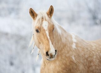 Ile oleju do wału kardana Honda VTX 1300?
