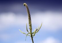 Gdzie znajdują się panewki? Gdzie znajdują się panewki?