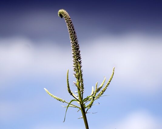 Gdzie znajdują się panewki?