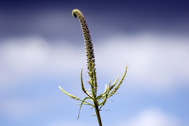 Gdzie znajdują się panewki? Gdzie znajdują się panewki?