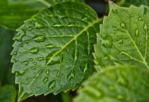 Czy od wilgoci można zachorować? Czy od wilgoci można zachorować?