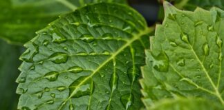 Czy od wilgoci można zachorować?