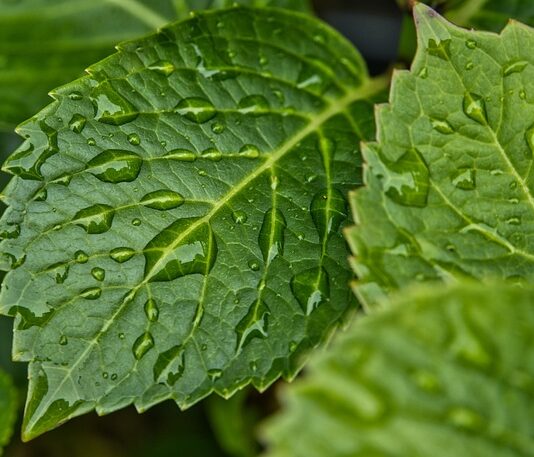 Czy od wilgoci można zachorować? Czy od wilgoci można zachorować?