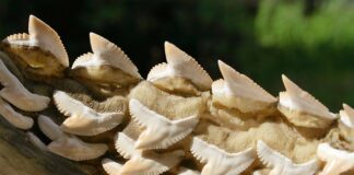 Co najlepiej Odrdzewia?