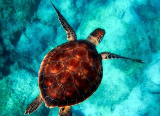 Jaka powłoką ceramiczna dla amatorów?