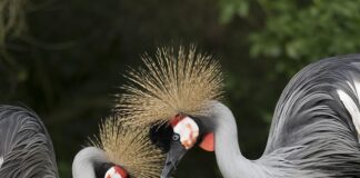 Jak ustawić wał kardana?