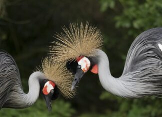 Jak ustawić wał kardana? Jak ustawić wał kardana?