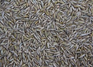 Gdzie jest produkowany VW Passat? Gdzie jest produkowany VW Passat?