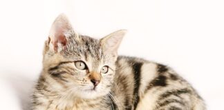 Ile kosztuje wymiana paska rozrządu w Pandzie?