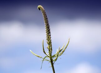 Jak dobrać panewki? Jak dobrać panewki?