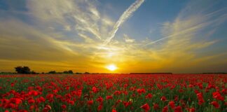 Czy można mieć czerwoną pandę?