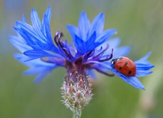 Ile punktów za brak jednego światła? Ile punktów za brak jednego światła?
