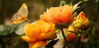 Jaki środek do mycia felg?