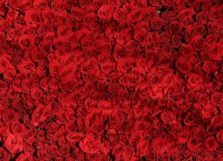 Czym się rożni neon od LED?