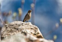 Czy wapno zabija pleśń?