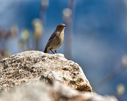 Czy wapno zabija pleśń? Czy wapno zabija pleśń?