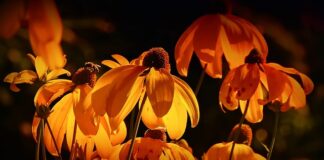 Czy pomarańczowe Postojowi są legalne?